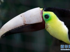 这是8月10日在哥斯达黎加阿拉胡埃拉省拍摄的，装上3D打印新喙的巨嘴鸟格雷西亚。新华社发