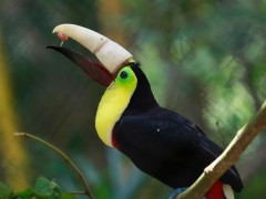 8月10日在哥斯达黎加阿拉胡埃拉省的一家动物救助中心，一只名为格雷西亚的巨嘴鸟在装上3D打印新喙后首次与媒体见面。