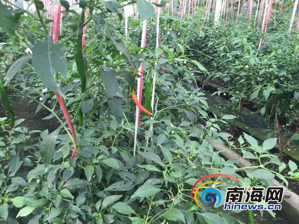  三沙永兴岛无土栽培蔬菜大棚种植的辣椒。南海网记者高鹏摄。